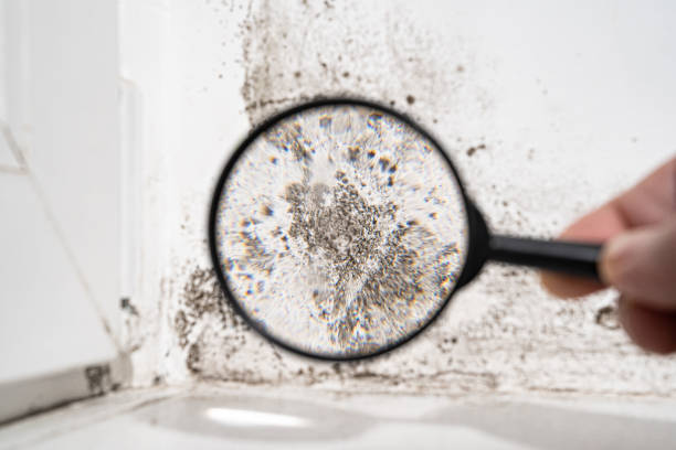 Best Commercial Mold Inspection  in Hoer, OK